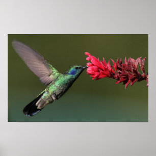 Hummingvogel Poster