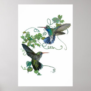 Hummingvogel Poster