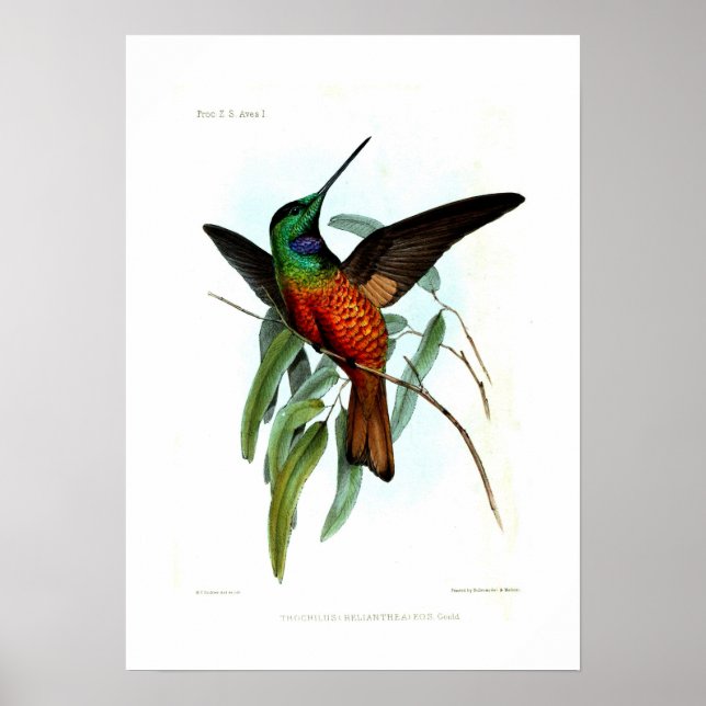 Hummingvogel Poster (Vorne)