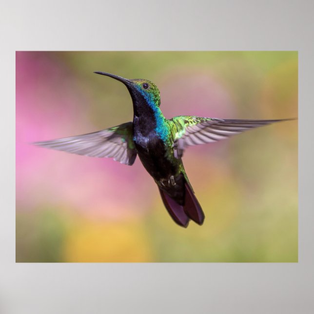 Hummingvogel Poster (Vorne)
