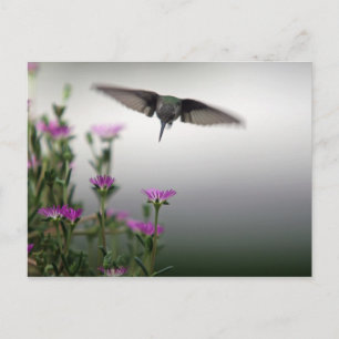 Hummingvogel Postkarte