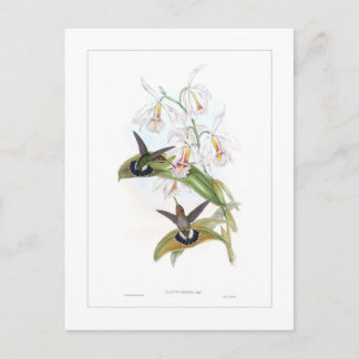 Hummingvogel Postkarte