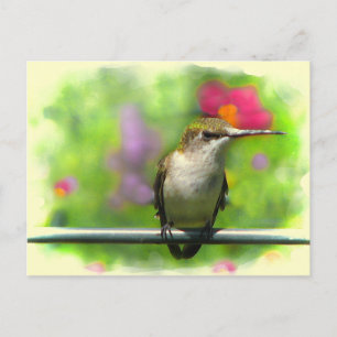 Hummingvogel Postkarte