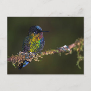 Hummingvogel Postkarte