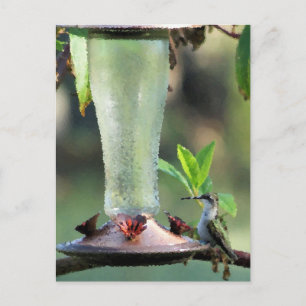 Hummingvogel Postkarte
