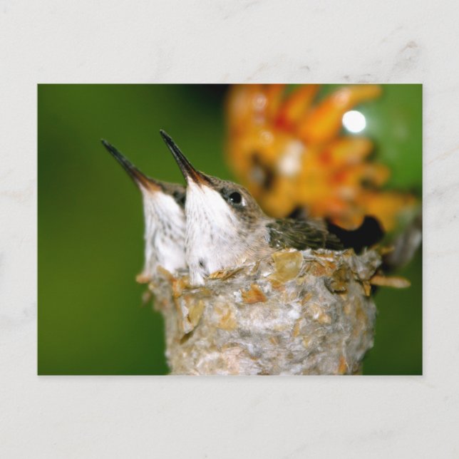 Hummingvögel Postkarte (Vorderseite)