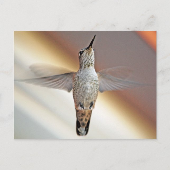Hummingvogel Postkarte (Vorderseite)