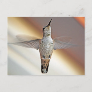Hummingvogel Postkarte