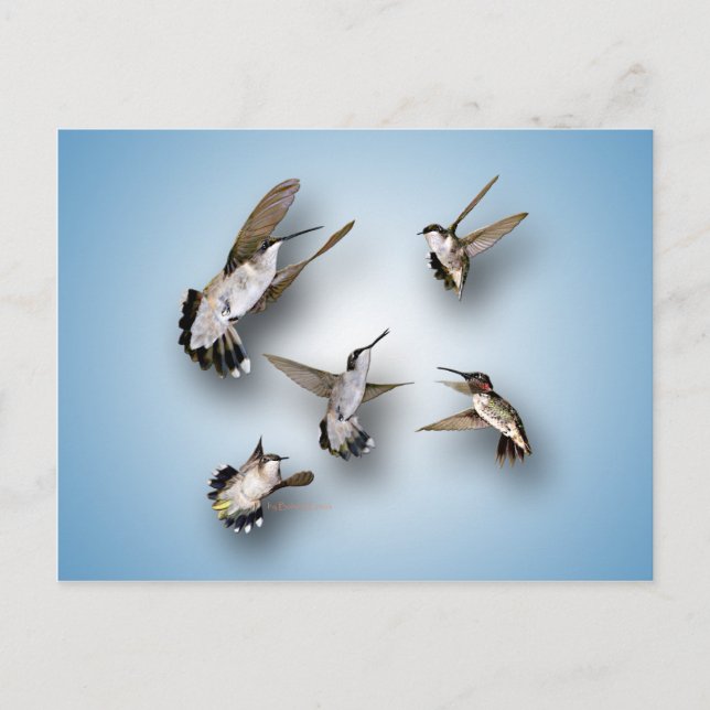 Hummingvögel Postkarte (Vorderseite)