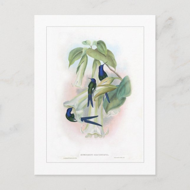 Hummingvogel Postkarte (Vorderseite)