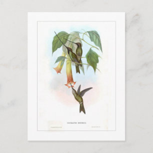 Hummingvogel Postkarte