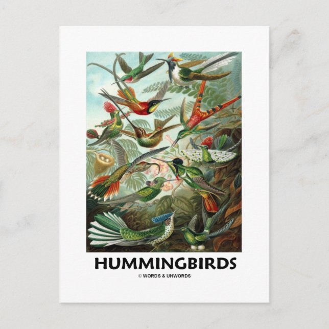 Hummingvögel Postkarte (Vorderseite)