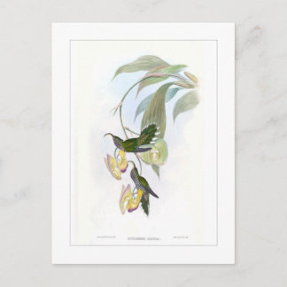 Hummingvogel Postkarte