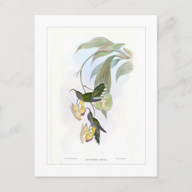 Hummingvogel Postkarte (Vorderseite)