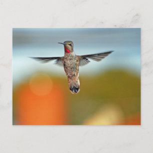 Hummingvogel Postkarte