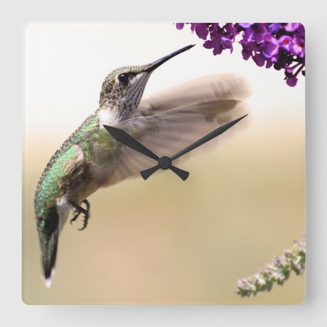 Hummingvogel Quadratische Wanduhr (Vorderseite)