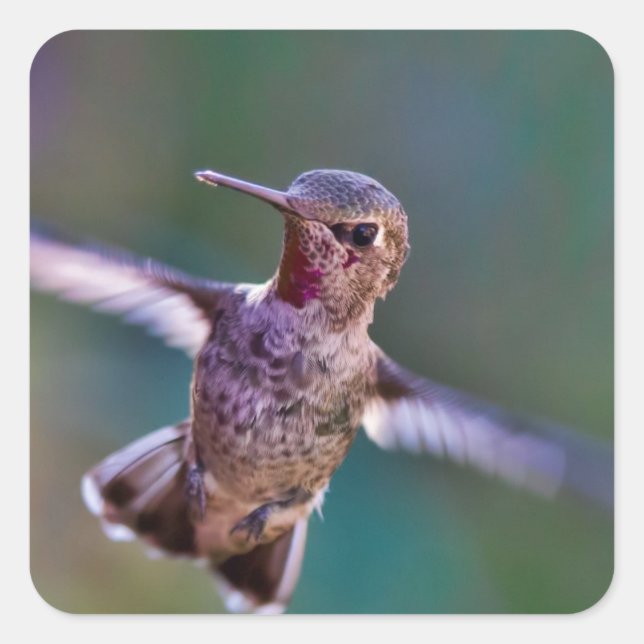 Hummingvogel Quadratischer Aufkleber (Vorderseite)