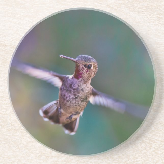 Hummingvogel Sandstein Untersetzer (Vorne)