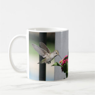 Hummingvogel, Tasse