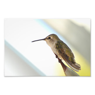 Hummingvogel und Agaven Fotodruck