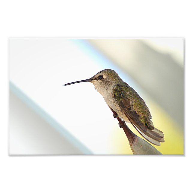 Hummingvogel und Agaven Fotodruck (Vorne)