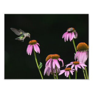 Hummingvogel und Bienenfreiblume Fotodruck