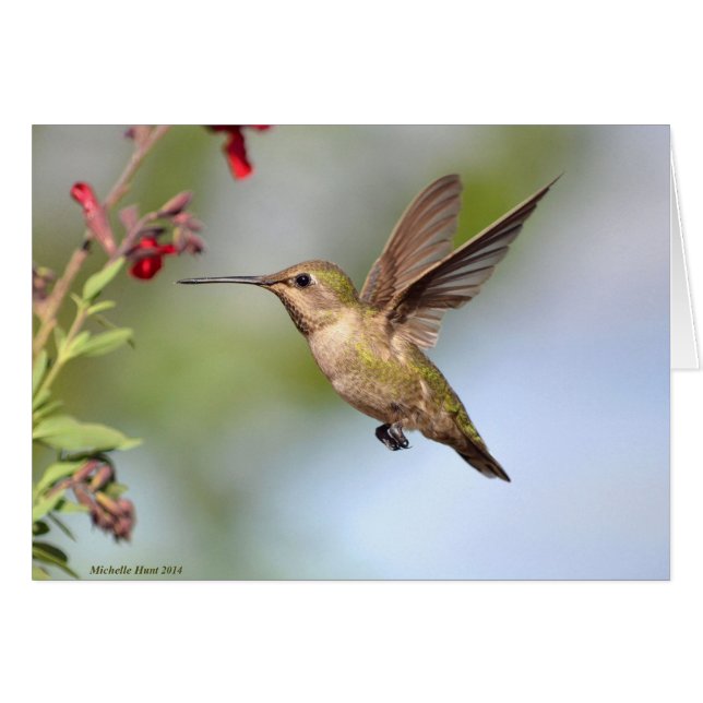 Hummingvogel und Blume (Vorderseite (Horizontal))