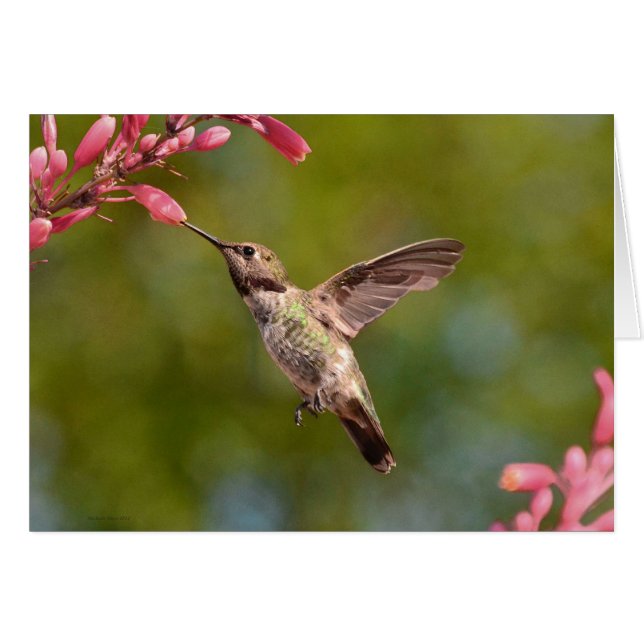Hummingvogel und Blume (Vorderseite (Horizontal))