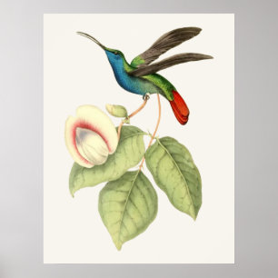 Hummingvogel und Blume Poster