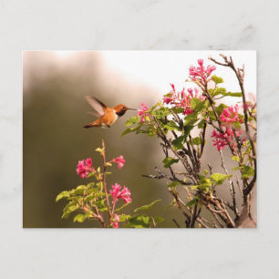 Hummingvogel und Blume Postkarte
