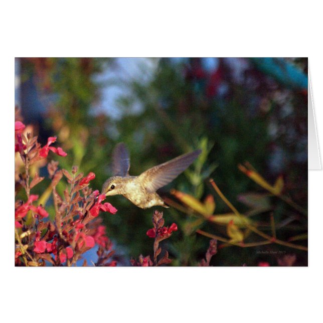 Hummingvogel und Blüten (Vorderseite (Horizontal))