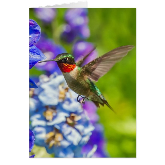 Hummingvogel und Delphinium (Vorne)