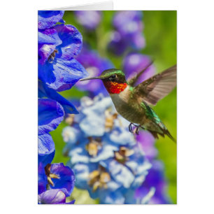 Hummingvogel und Delphinium