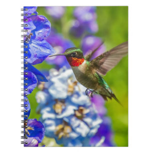 Hummingvogel und Delphinium Notizblock