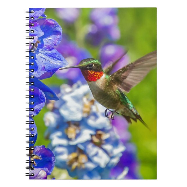 Hummingvogel und Delphinium Notizblock (Vorderseite)