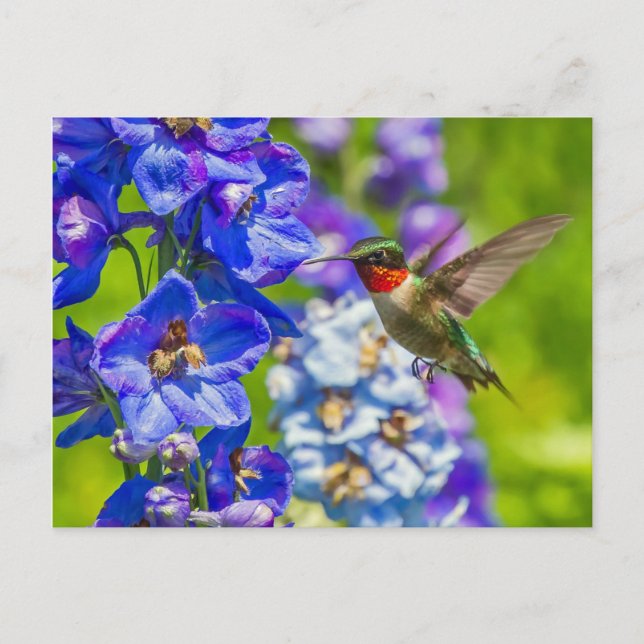 Hummingvogel und Delphinium Postkarte (Vorderseite)