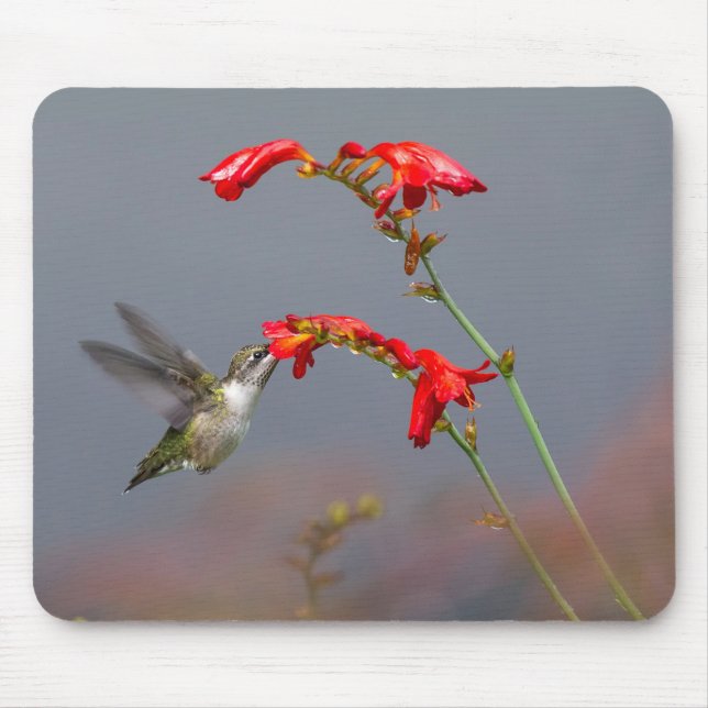 Hummingvogel und Krokodilmie Mousepad (Vorne)