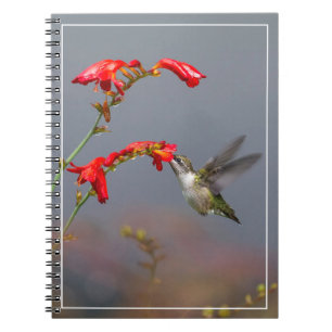 Hummingvogel und Krokodilmie Notizblock