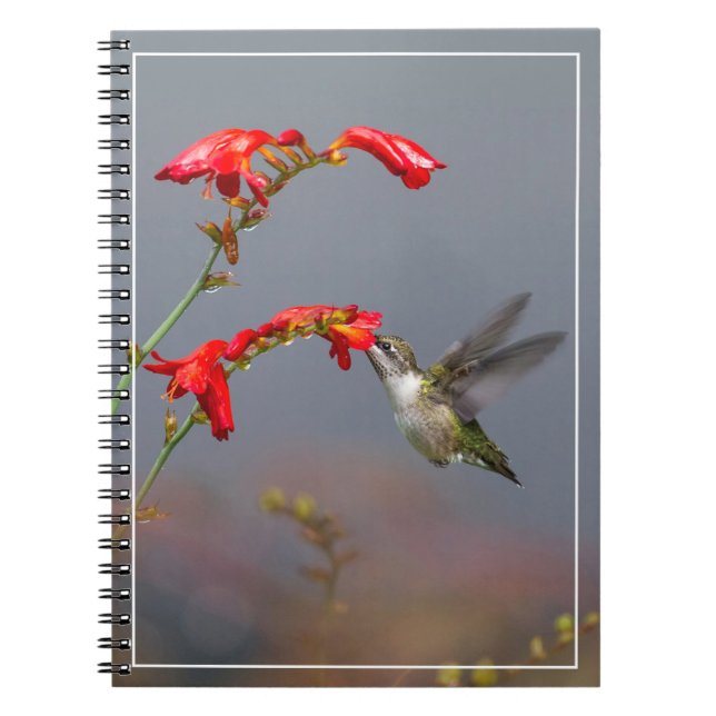 Hummingvogel und Krokodilmie Notizblock (Vorderseite)