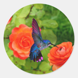 Hummingvogel und Rose Runder Aufkleber