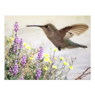 Hummingvogel und Wildblumen Digitale Kunst Fotodruck