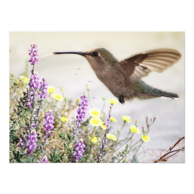 Hummingvogel und Wildblumen Digitale Kunst Fotodruck (Vorne)