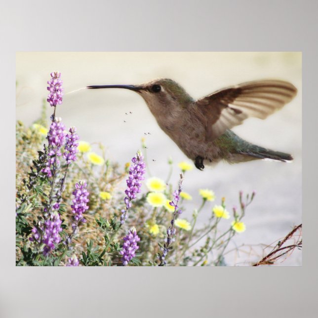 Hummingvogel und Wildblumen Digitale Kunst Poster (Vorne)