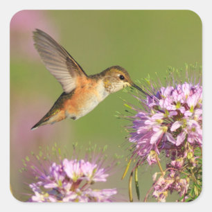 Hummingvogel und Wildblumen Quadratischer Aufkleber