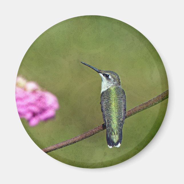 Hummingvogel und Zinnia Magnet (Vorne)