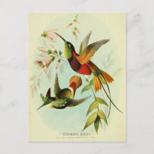 Hummingvogel, Vogelillustration, Vogelkunst, Vinta Postkarte