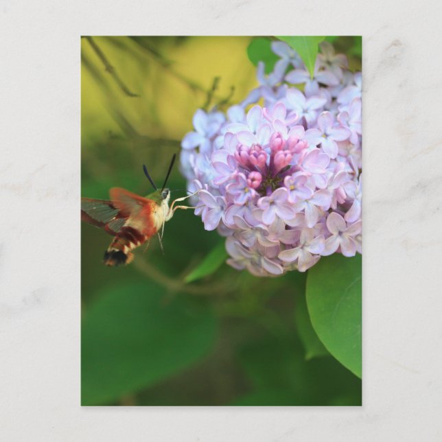 Hummmingbird Moth Postkarte (Vorderseite)