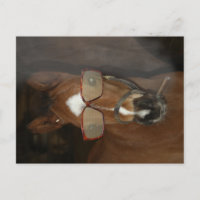 Humorale Horse Foal Smoking Cigar Postkarte