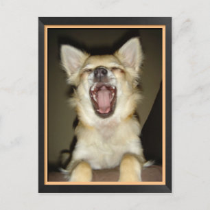 Humorvolle Hundepostkarte Postkarte