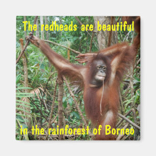 Humorvolle Tiere Magnet